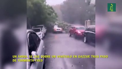 Un árbol en cae sobre un vehículo  en Gazcue tras paso de tormenta Fred