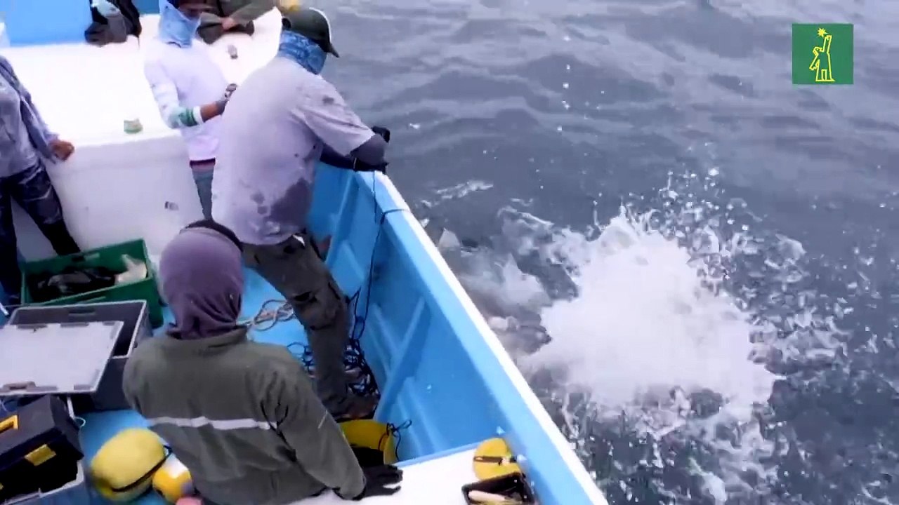 Más de un tercio de las especies de tiburones bajo amenaza, advierte la UICN