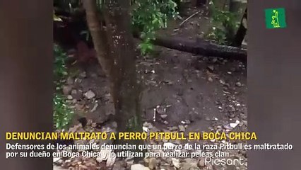 Denuncian maltrato de perro Pitbull en Boca Chica