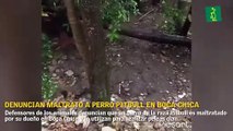 Denuncian maltrato de perro Pitbull en Boca Chica