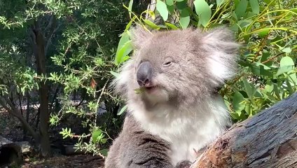 El virus que mata a los koalas se transmite de madre a cría, según estudio