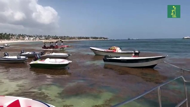 Cantidades sin precedentes de sargazo invaden las paradisíacas playas de R. Dominicana