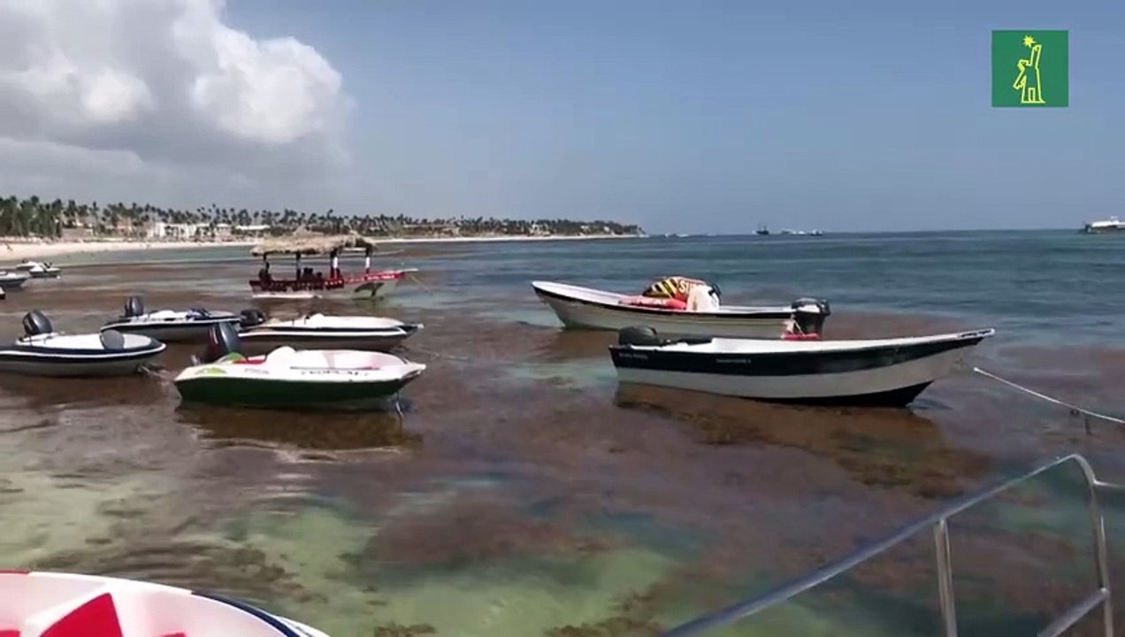 Cantidades sin precedentes de sargazo invaden las paradisíacas playas de R. Dominicana