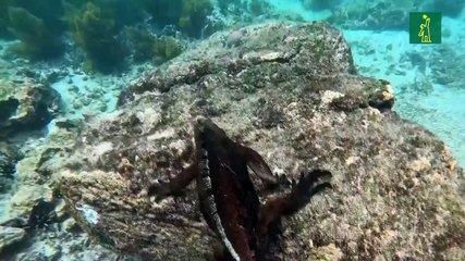 Galápagos, un tesoro natural en lucha contra los microplásticos