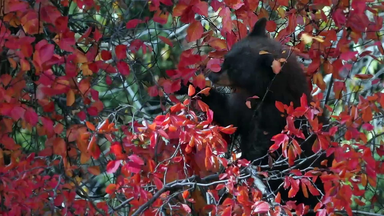 Black Bears: The Most Common Bear in North America - video Dailymotion