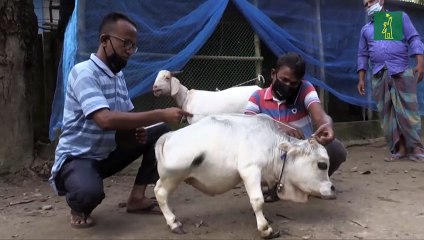 Rani, la vaca más pequeña del mundo