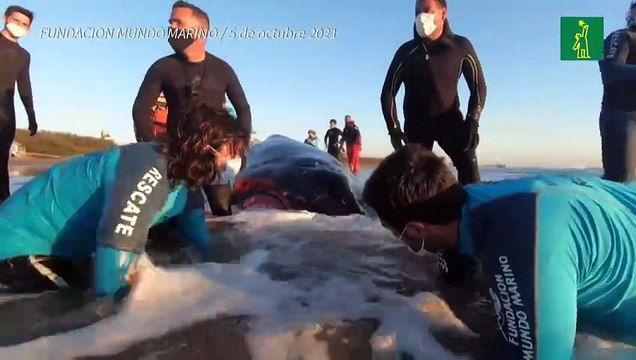 Rescatan a dos ballenas varadas en la costa argentina