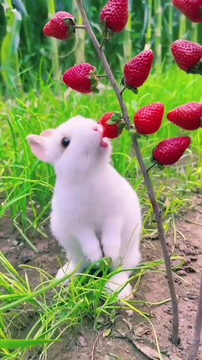 Grapes and Strawberries Fruit With Healthy 🍇🍓🍒🍐🍊🍉🍈🍍#Fruit #farming #trending #short