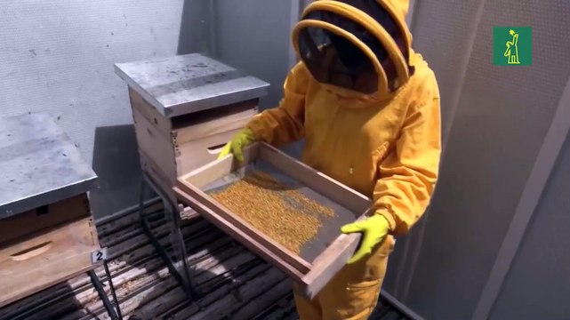 Científicos colombianos desarrollan superalimento para proteger a las abejas de pesticidas
