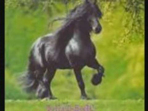 FRISON