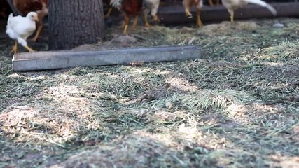 Aumento de hasta un 40 % en los polluelos amenaza el precio del “pollo de Navidad”