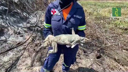 La crisis climática se instala en Brasil desde la Amazonía hasta el Pantanal