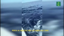 Pesca De Marlín Azul En Cabeza De Toro