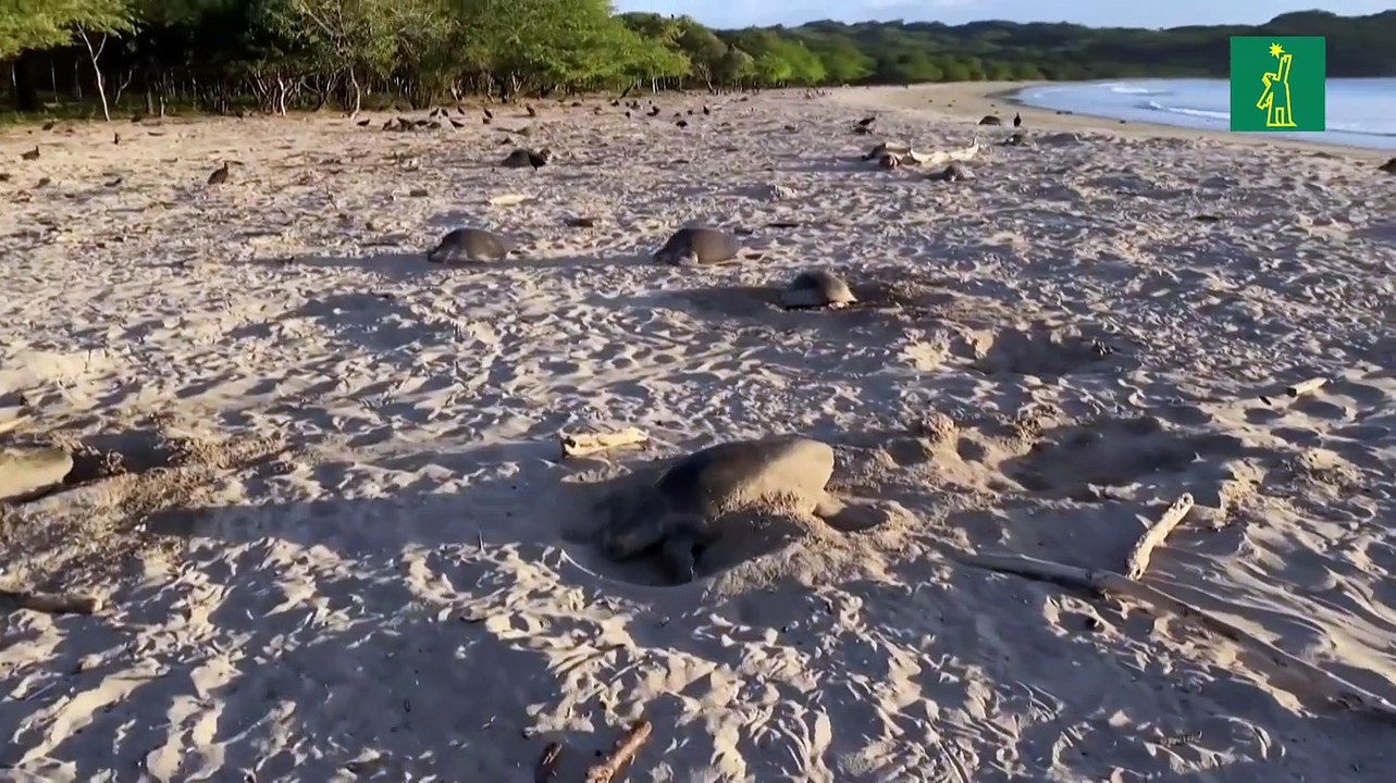 Desove masivo de tortugas marinas en las costas de Nicaragua