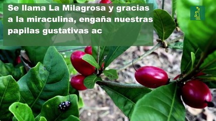 La Nota Curiosa: La fruta que hace que el limón sepa dulce