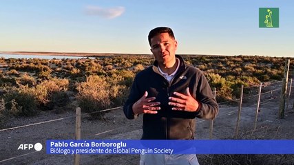 Matanza de pingüinos por construcción de camino en Argentina
