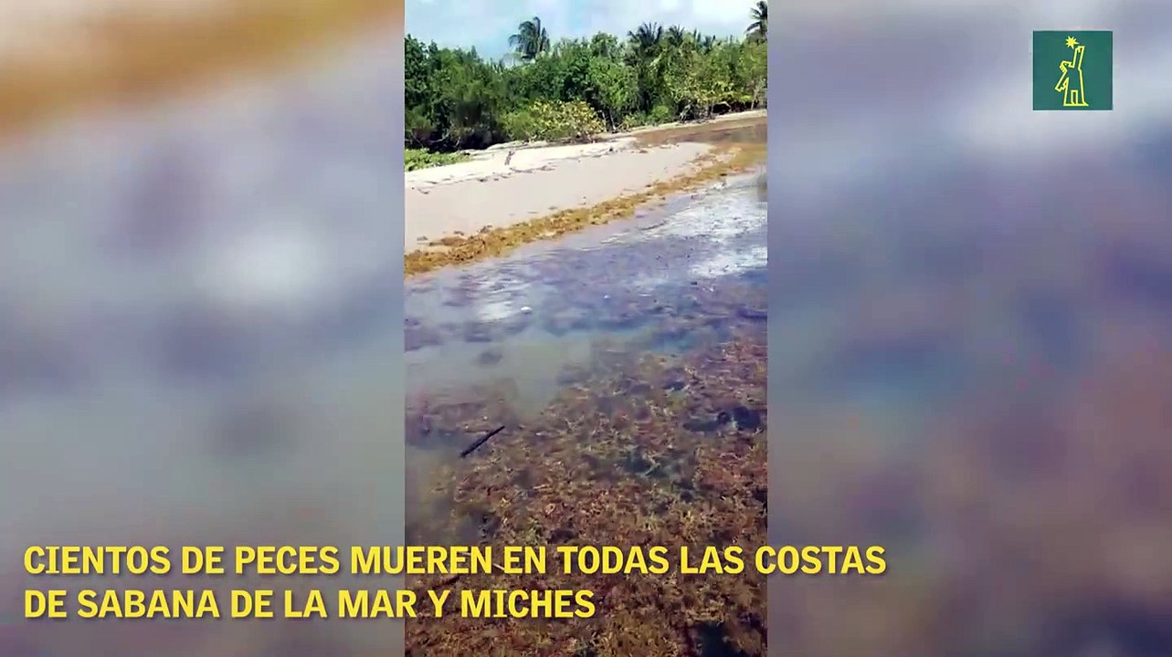 Cientos de peces mueren en todas las costas de Sabana de la Mar y Miches