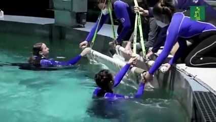 Apollo, el delfín que llega al acuario de EEUU donde murió la discapacitada Winter