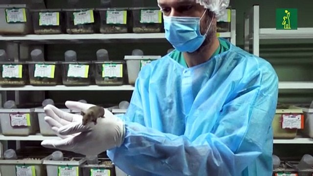 Suiza decide el domingo si prohíbe los experimentos médicos con animales y humanos