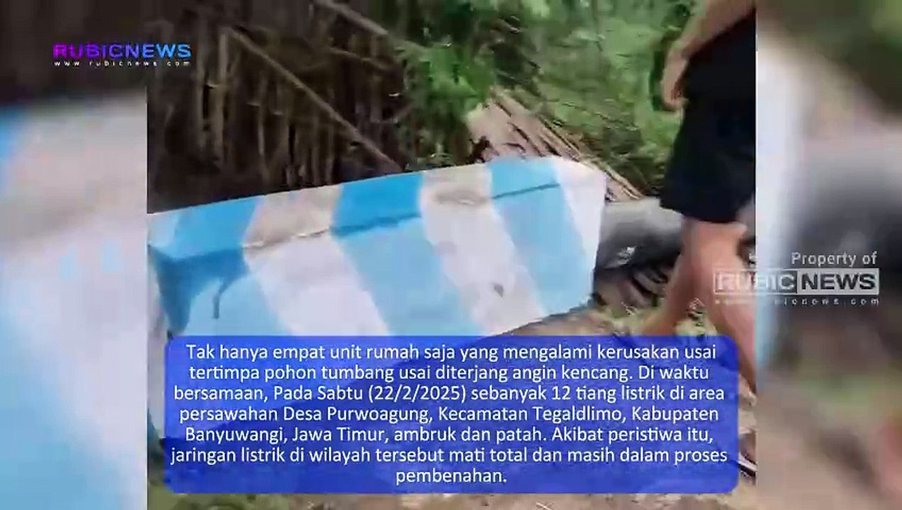 Sebanyak 12 Tiang Listrik Roboh dan Patah Usai Diterjang Angin Kencang, Dampaknya Jaringan Listrik di Tegaldlimo Banyuwangi Mati Total