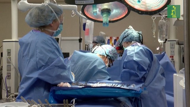 Equipo médico de EE.UU realiza otro trasplante de riñón de cerdo a humano
