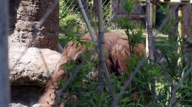 Zoológico en Chile comienza a vacunar a animales contra el COVID-19