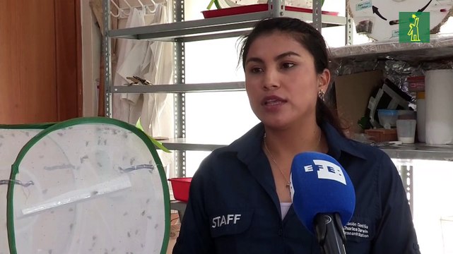 Una diminuta mosca amenaza a 21 especies de aves endémicas y nativas en Galápagos