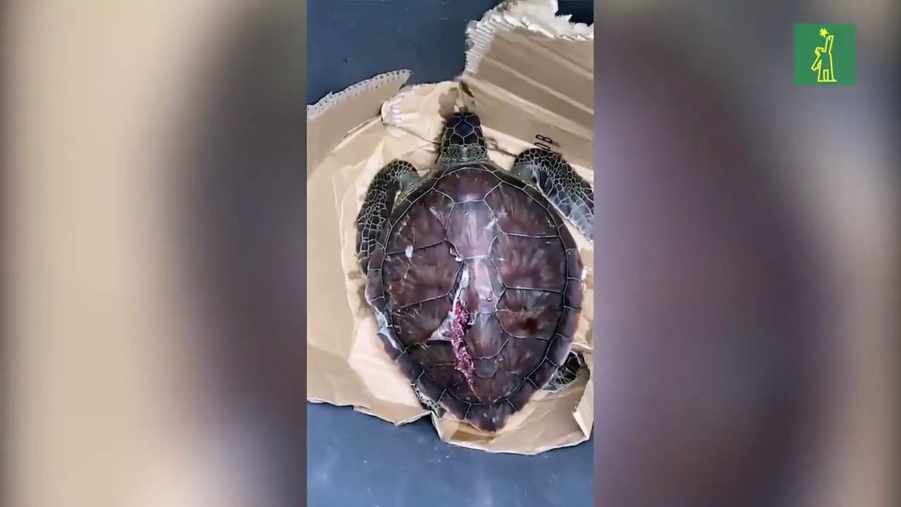 Matan y mutilan tortugas y otras especies marinas en Cabeza de Toro