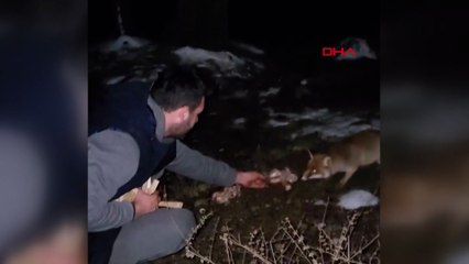 Tilkiyi elleriyle beslemeleri kamerada