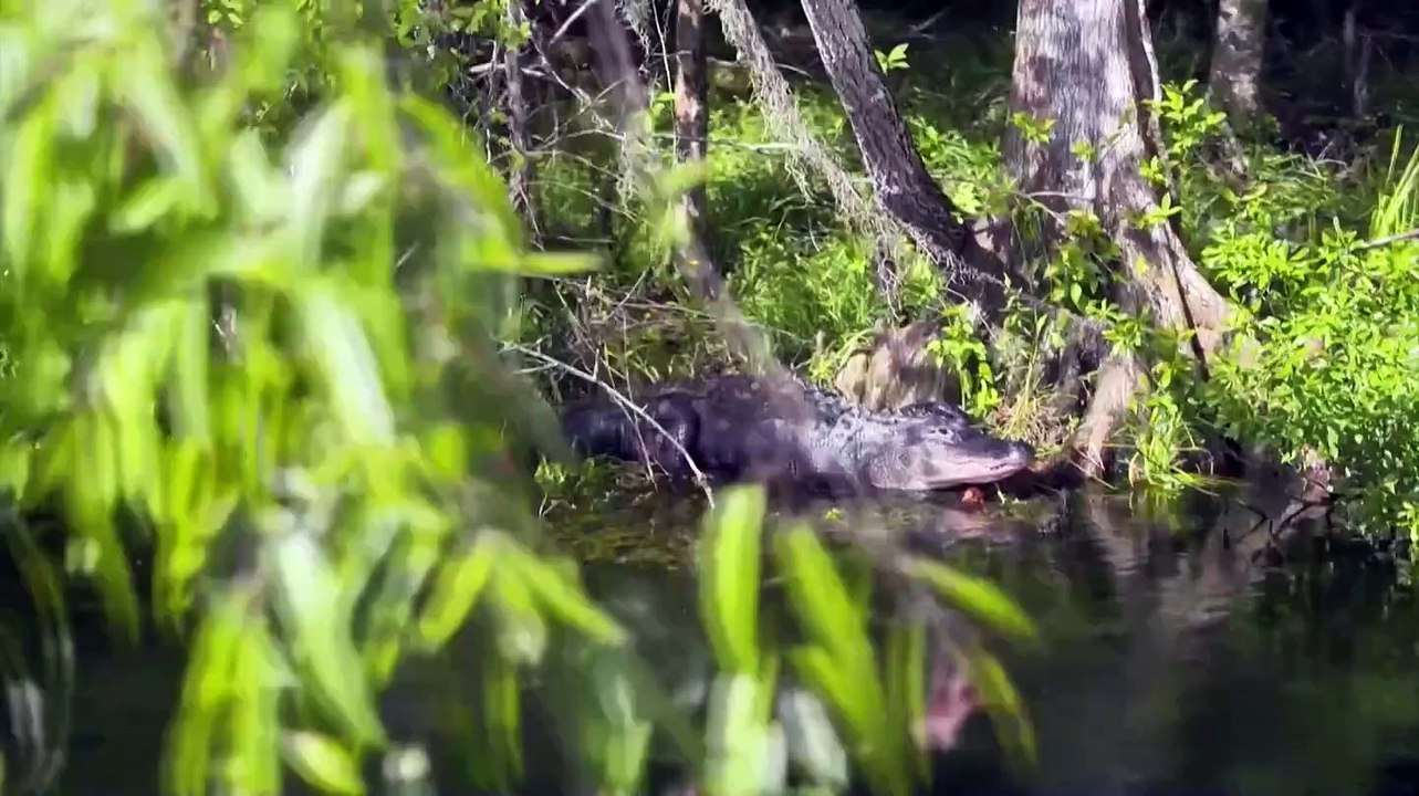 Un caimán mata a un pitbull en una Florida bajo alerta por la primavera