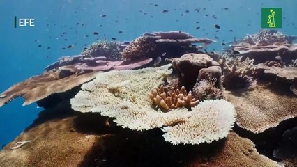 La Gran Barrera de Arrecifes sufre un "preocupante" y "severo" blanqueamiento