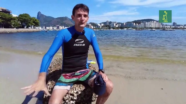 El paraíso de rayas que se esconde bajo las aguas de Río