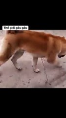 Heartwarming Puppy Greeting Shows Pure Love After a Long Day 🐶