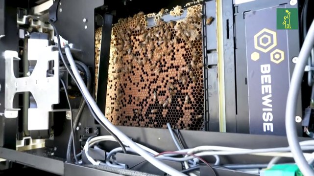 Colmenas robotizadas en Israel para preservar a las abejas