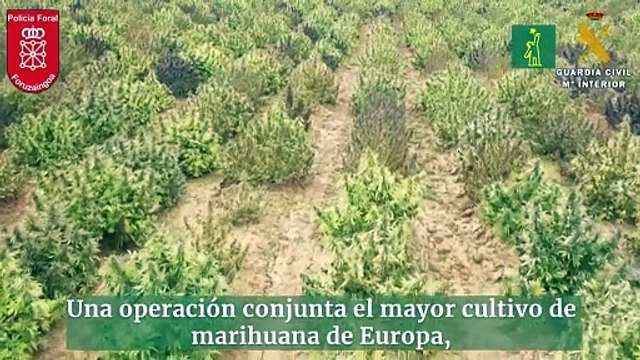 Desmantelado en España el mayor cultivo de marihuana de Europa