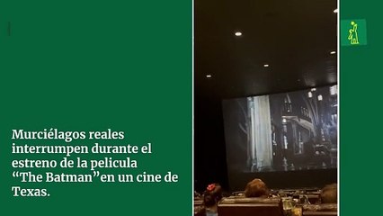 Murciélagos reales interrumpen durante el estreno de la película “The Batman”en un cine