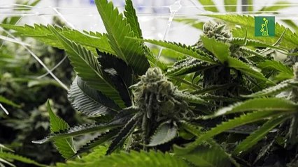 Cámara Baja del Congreso de EEUU aprueba despenalizar la marihuana