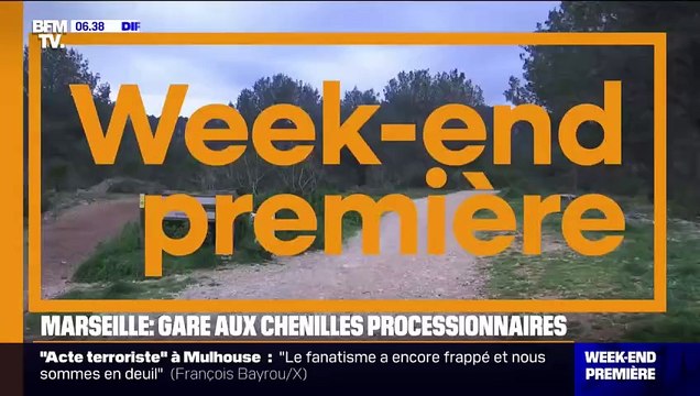 Marseille: avec le Printemps, les chenilles processionnaires sont de retour