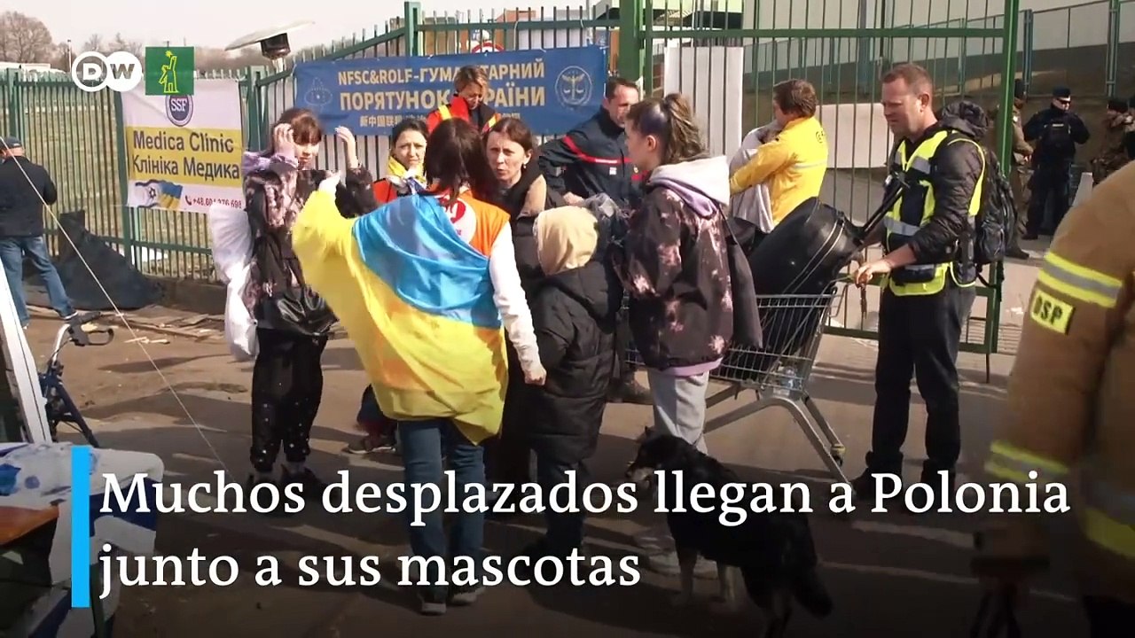 Las mascotas que escapan de Ucrania