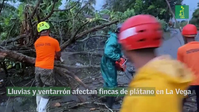 Lluvias y ventarrón afectan fincas de plátano en La Vega