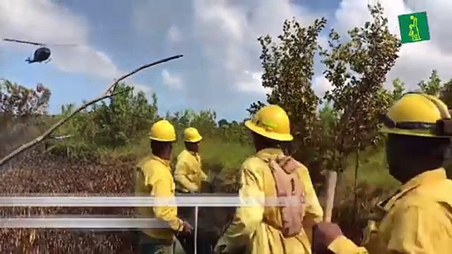 Se produce incendió forestal en los alrededores de Laguna Bávaro en La Altagracia