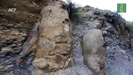 Descubren en Brasil un bosque de 290 millones de años