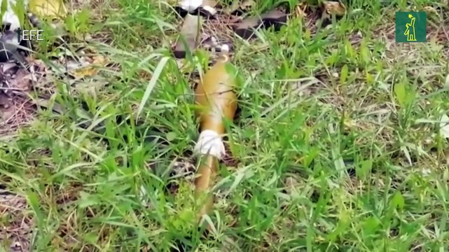 Los soldados ucranianos del frente de combate cerca de Járkov ven lejos el fin de la invasión