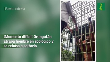 ¡Momento difícil! Orangután atrapa hombre en zoológico y se rehúsa a soltarlo
