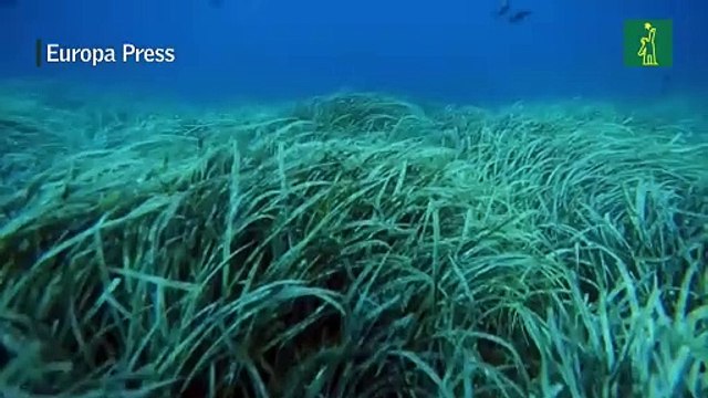 Contaminación y cambio climático como telón de fondo en el Día Mundial de los Océanos