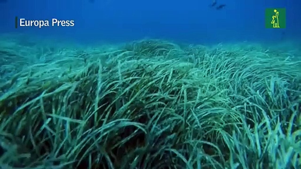 Contaminación y cambio climático como telón de fondo en el Día Mundial de los Océanos