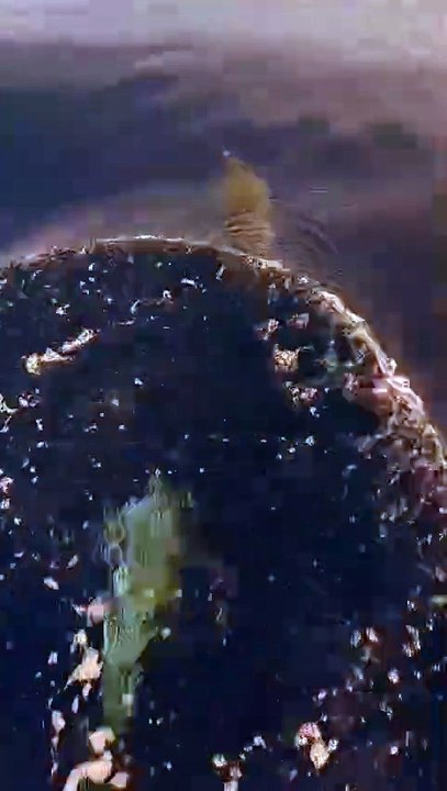 Il video delle stenelle avvistate al largo delle isole Eolie