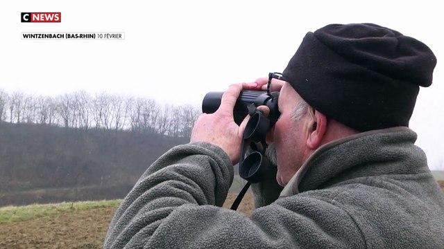 Changement climatique : les cigognes ne migrent plus, elles restent en Alsace