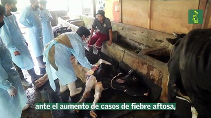 Indonesia busca evitar la propagación de la fiebre aftosa