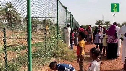 La nueva vida de los famélicos leones del zoo de Jartum